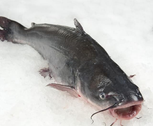 Fresh Catfish image